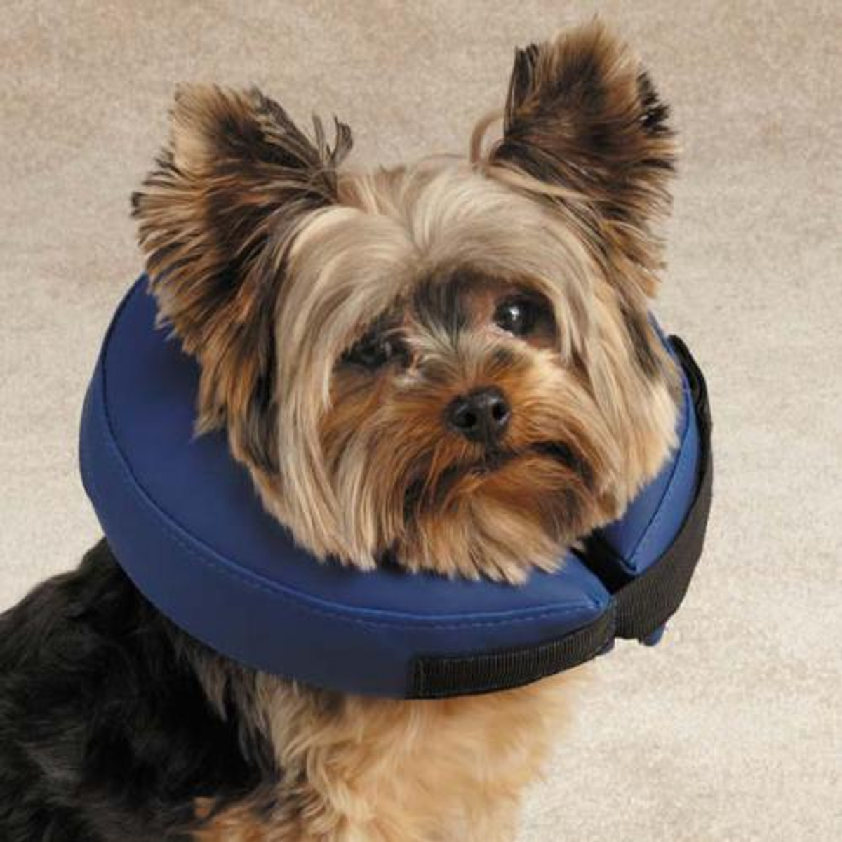 Inflatable Pet Recovery Collar