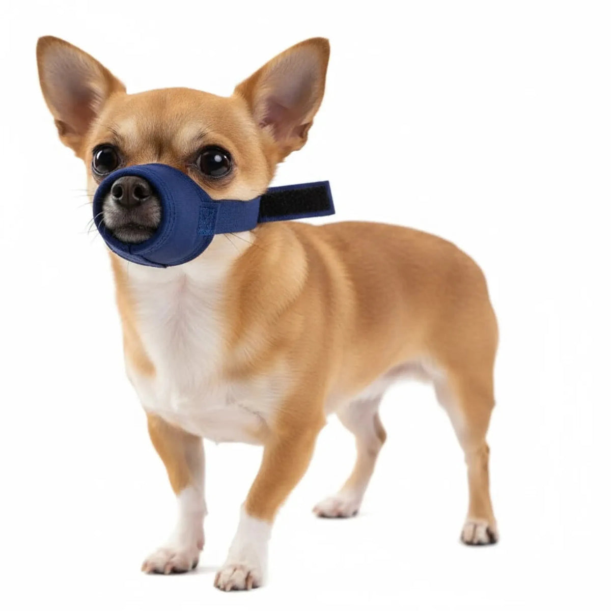 10 Pack Quick Muzzle for Dogs - Blue SMALL 1