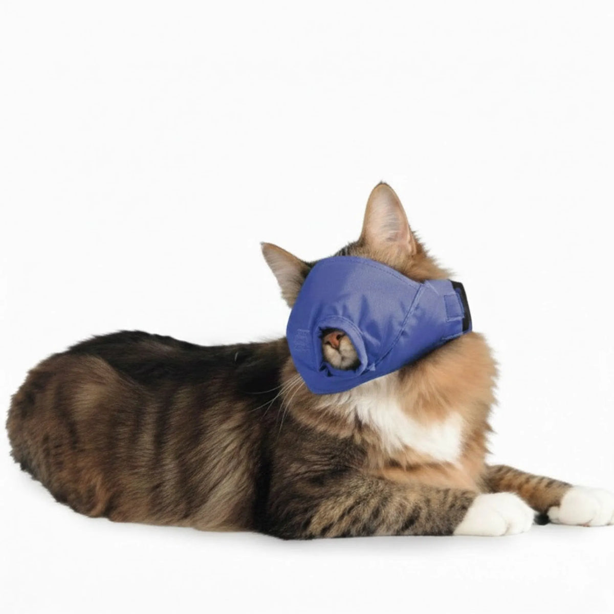 10 Pack Four Flags Over Aspen Quick Muzzle for Cats - Blue SMALL 1