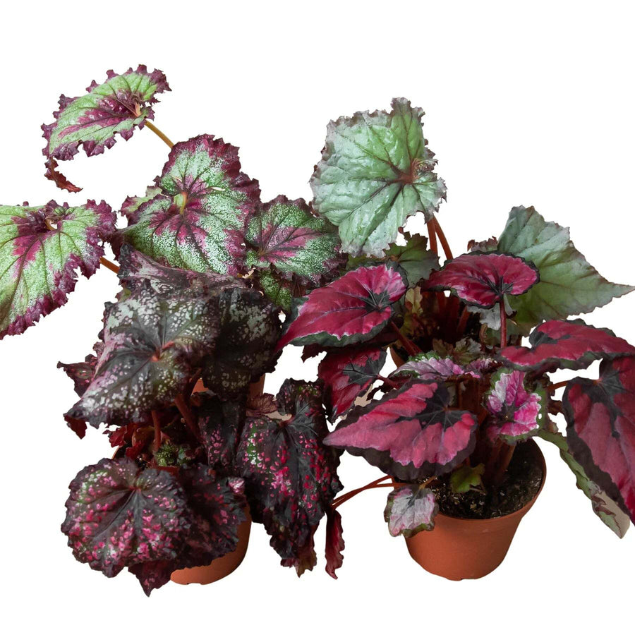 Begonia 'Rex' - 4 Pack Variety-Begonia 'Rex' - 4 Pack Variety