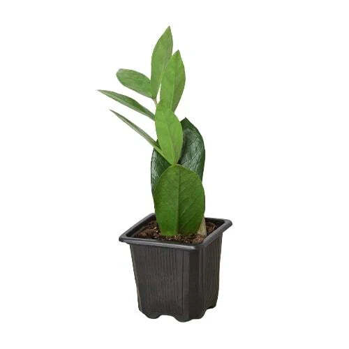 Zamioculcas Zamiifolia ZZ-Zamioculcas Zamiifolia ZZ