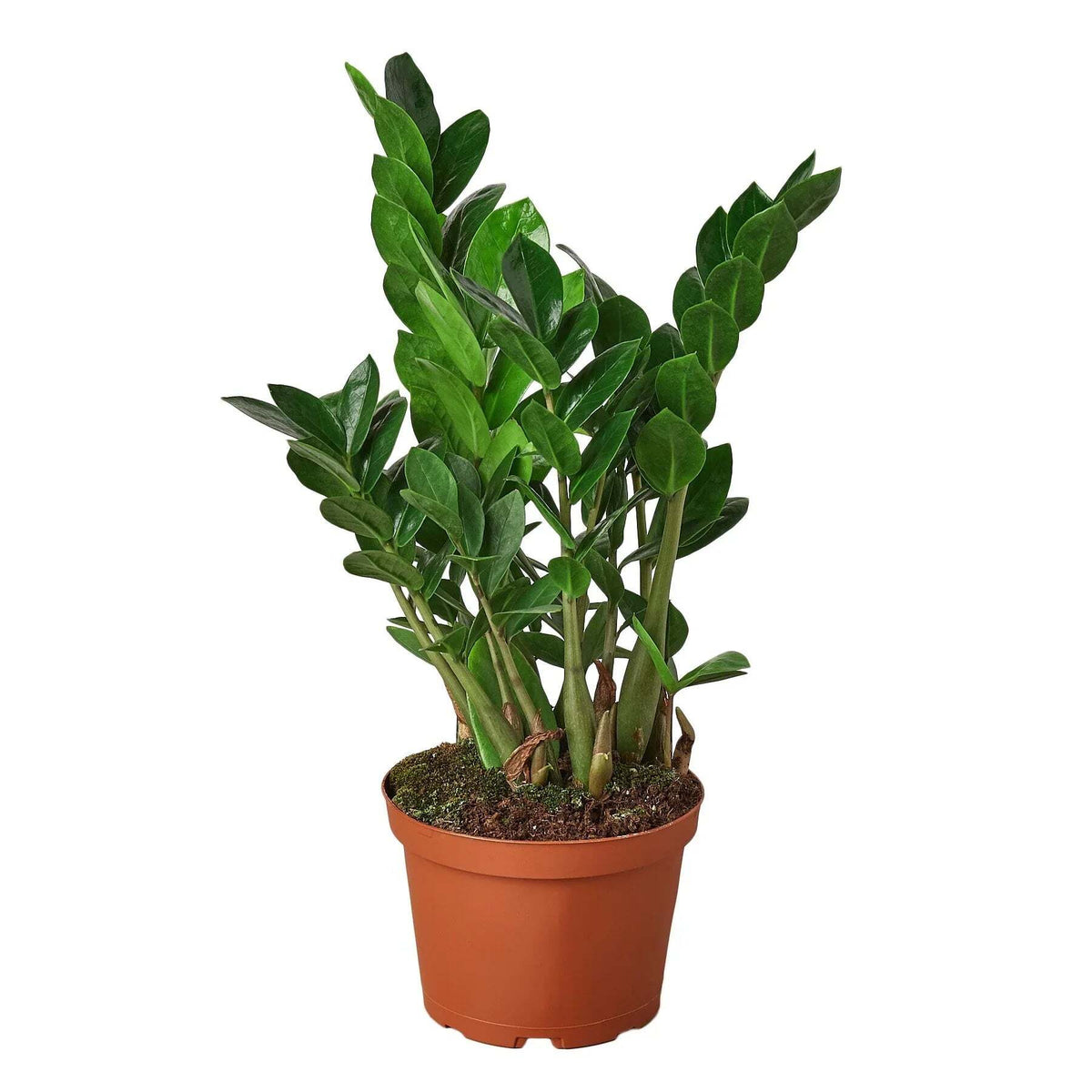 Zamioculcas Zamiifolia ZZ-Zamioculcas Zamiifolia ZZ
