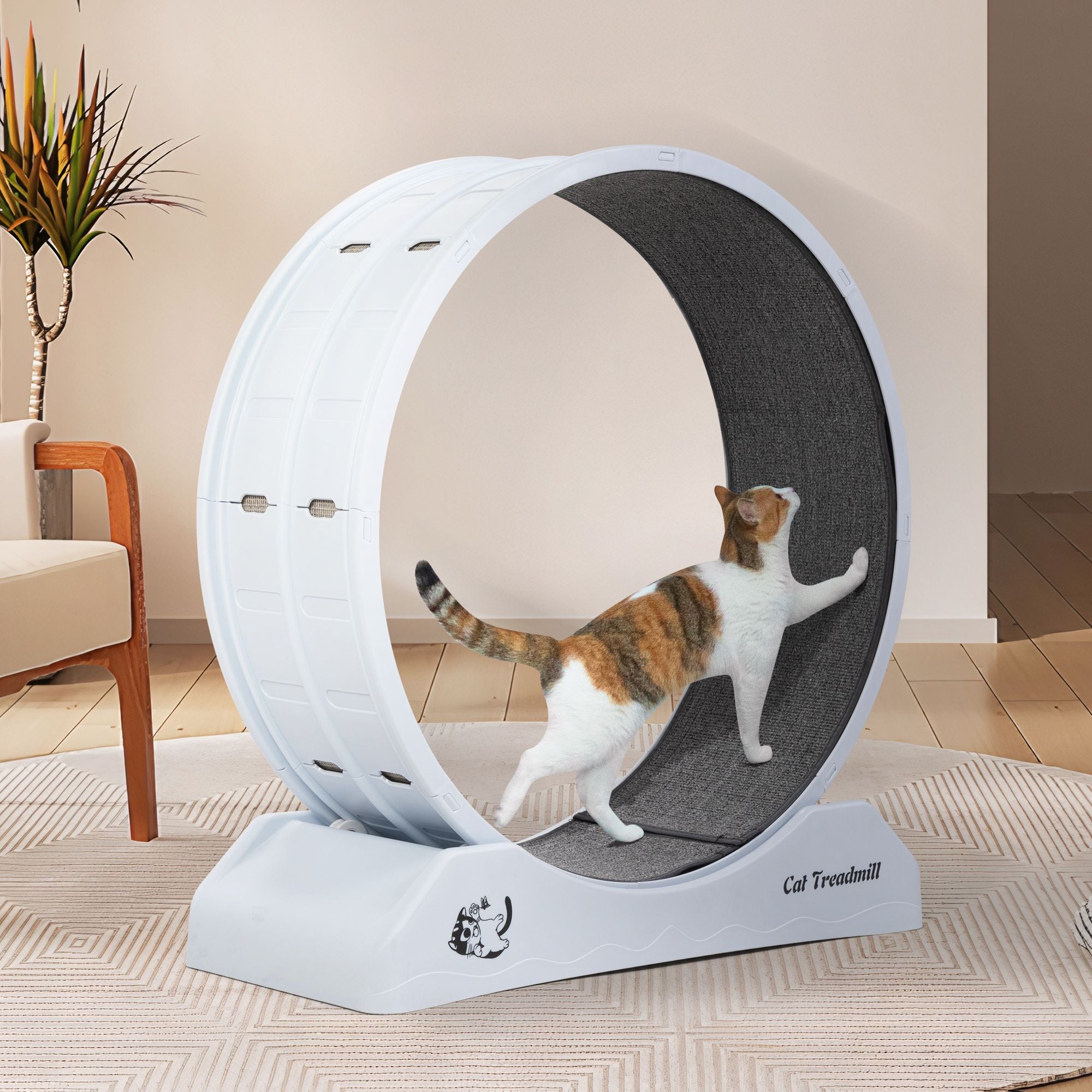 Cat Running Wheel