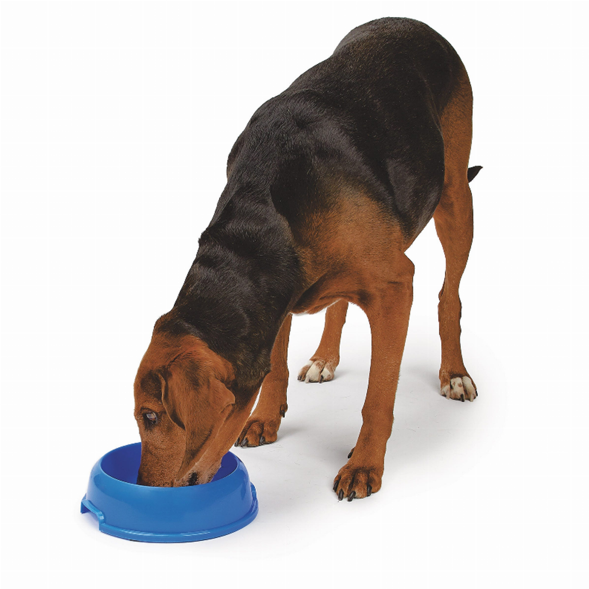Small Single-Bowl Pet Feeder